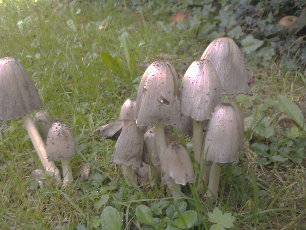 Coprinopsis Atramentaria, I think