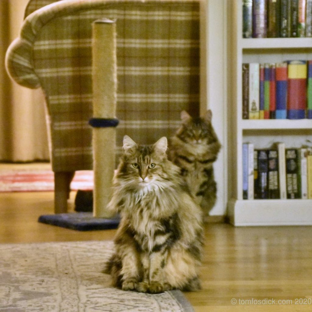 April 11 "This pair are about to drop the hottest Scandinavian disco pop album of the 1970s... or it might just be Teddy & Tonks and your #dailylockdowncatpictureservice"